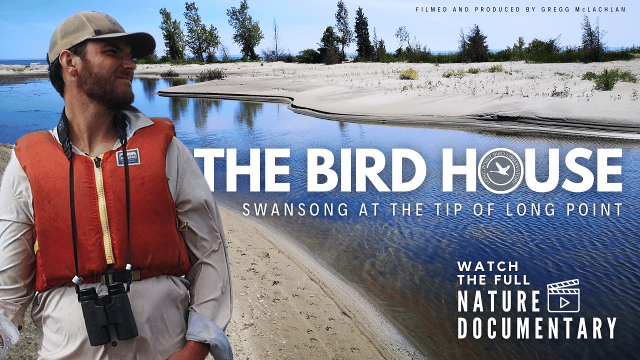 The Bird Documentary Long Point Bird Observatory